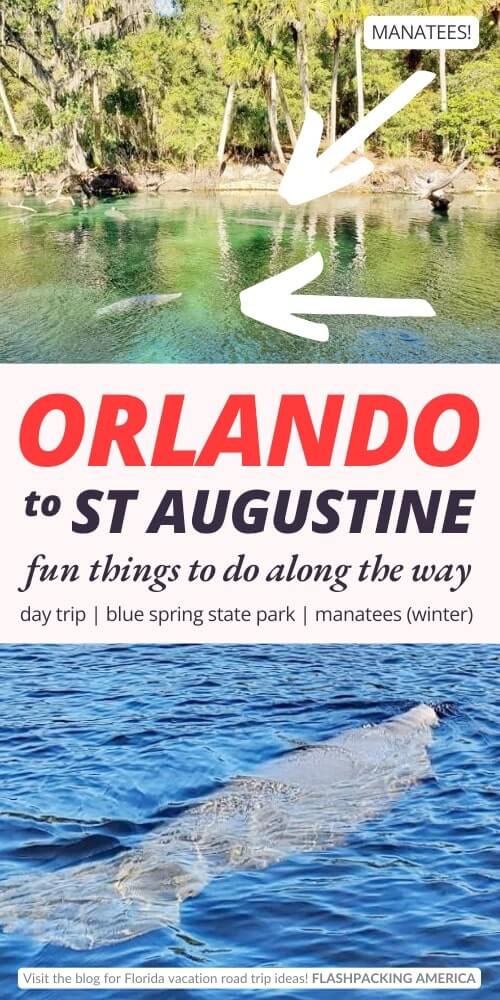orlando to st augustine drive. things to do best stops. blue spring state park manatees near orlando