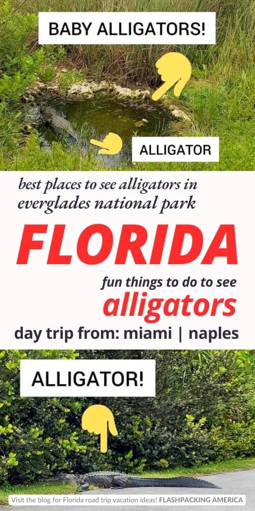 everglades national park alligators. where to see alligators in florida everglades