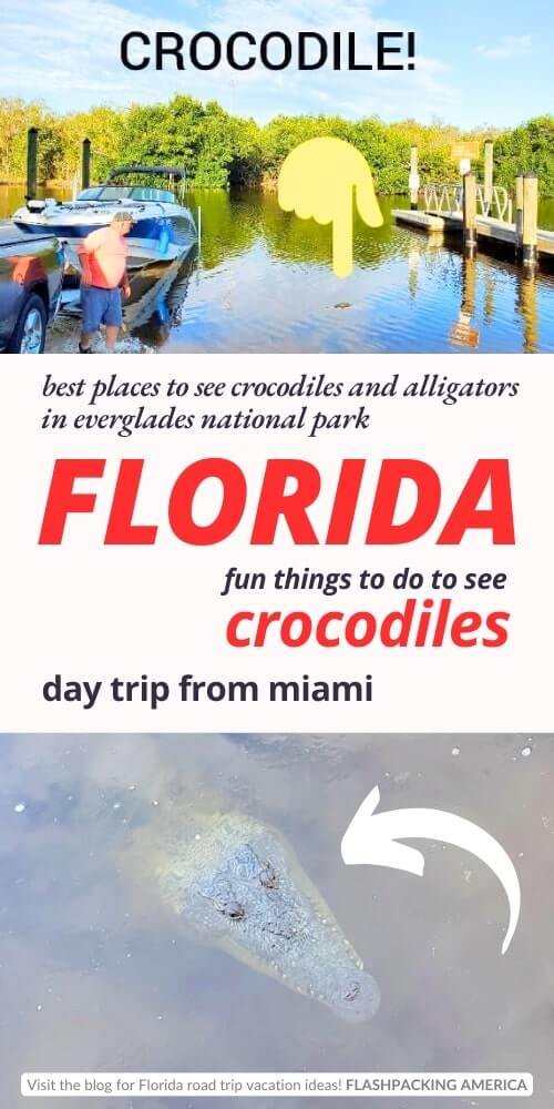 everglades national park crocodiles. where to see crocodiles in florida everglades