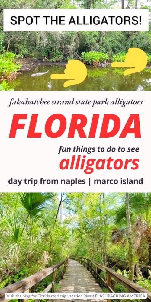 fakahatchee strand state park alligators. day trip from naples. day trip from marco island