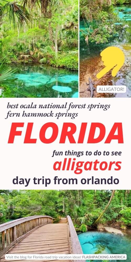 alligators at ocala national forest springs. orlando alligators
