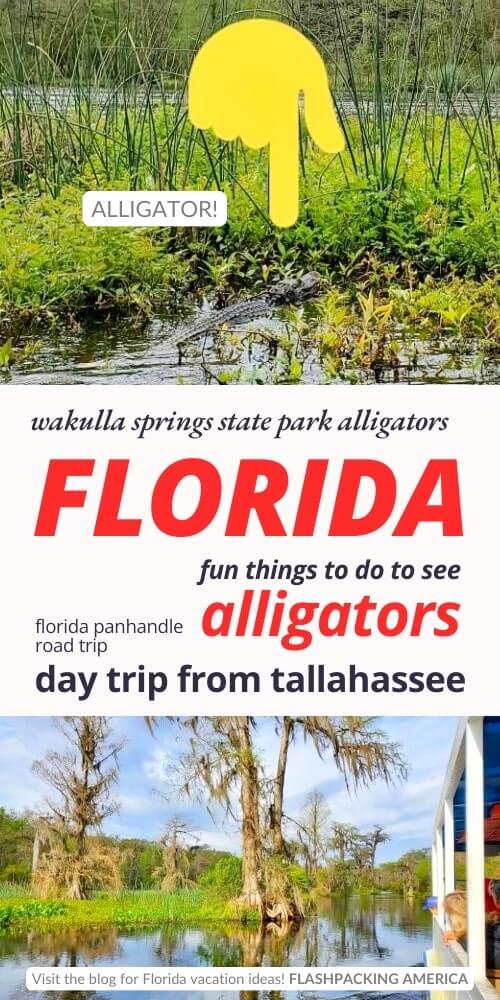 wakulla springs state park alligators. tallahassee alligators. florida panhandle alligators