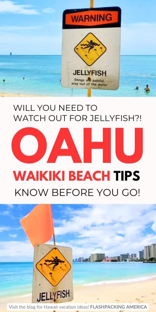 waikiki beach snorkeling tips. waikiki jellyfish invasion. oahu beach tips