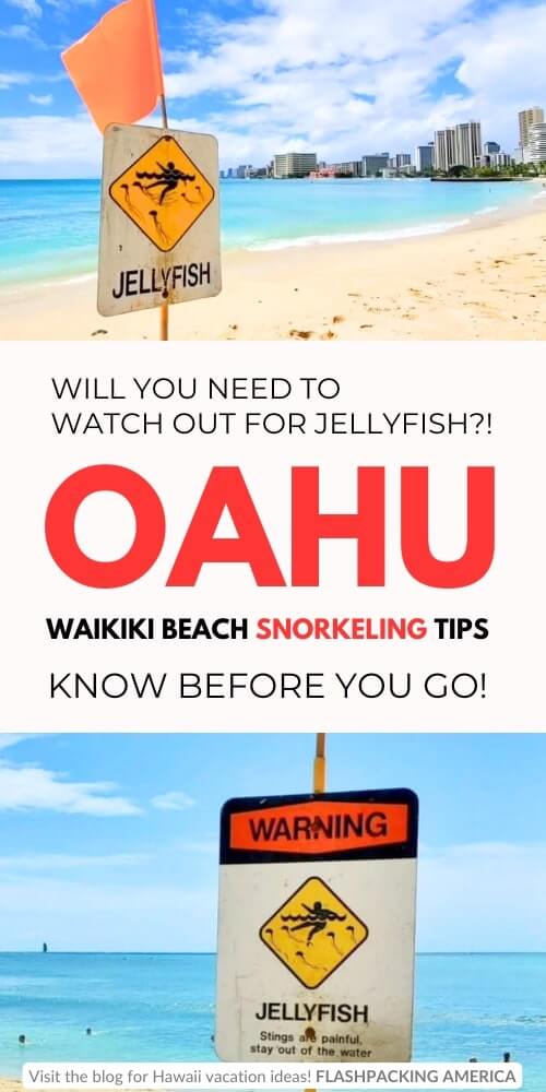 waikiki beach snorkeling tips. waikiki jellyfish invasion. oahu snorkeling tips