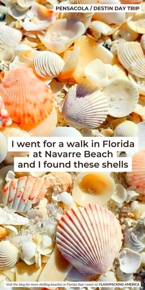 navarre beach shelling in florida